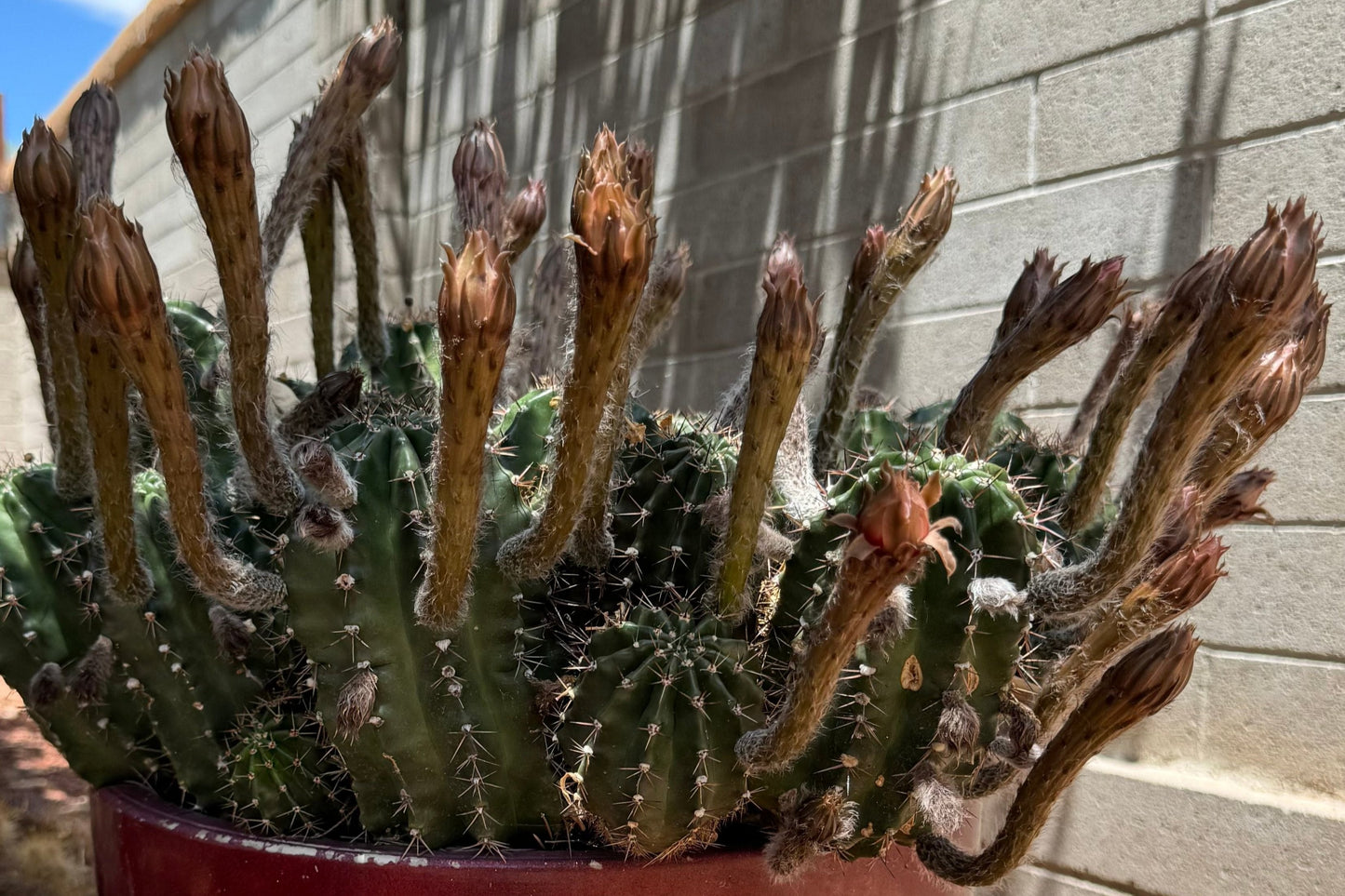 A large cactus covered with a few dozen buds that are close to opening, on long stalks.