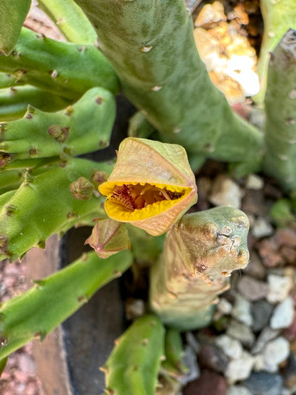 A flavopurpurea bud beginning to open, a balloon-like bud split open along one side.