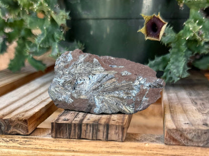 A pyrolusite specimen in a wood shelf in front of a succulent.