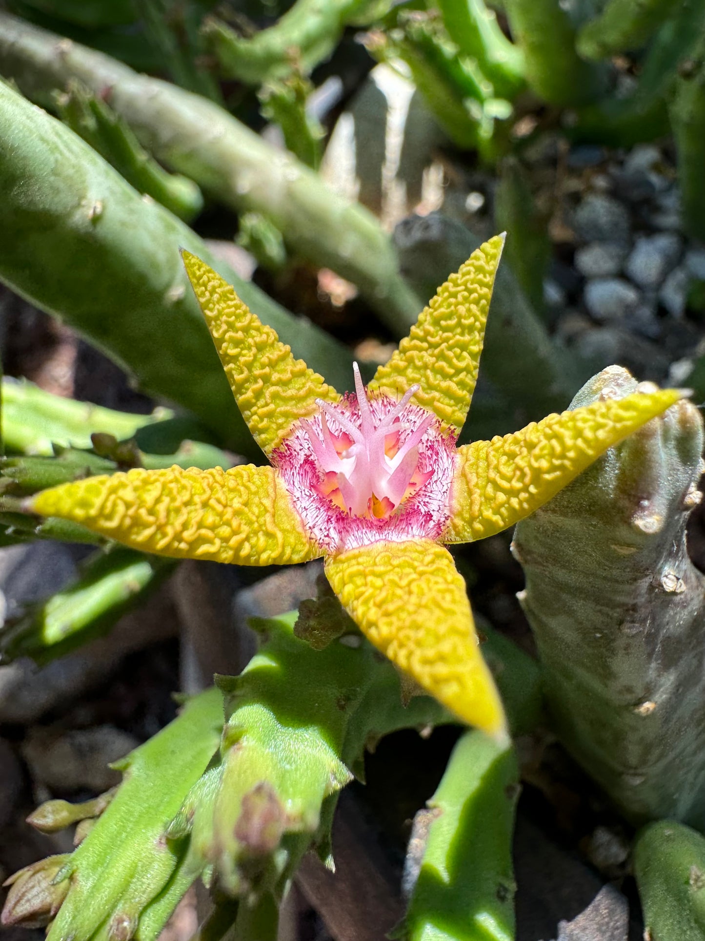 A flavopurpurea flower among long slender green stems, with some stress color splotching.