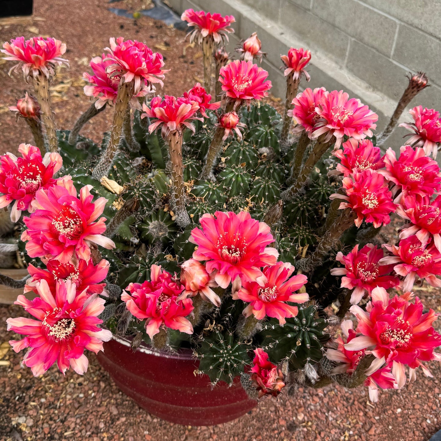 Large cactus in full bloom with several dozen pink-red long trumpet-shaped flowers