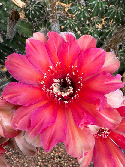 Detail of the cactus flower, a bright pink with more orange-red color at the center, and the outer petals a desaturated pink-red. Petals are rounded and slightly wavy. The filaments are light pink, with cream anthers.