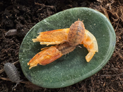 Close view of green worry stone on dirt, with small dried shrimp on it. Two porcellio scabers of the calico variety are eating the shrimp, one on top of a shrimp and the other climbing inside a shrimp head