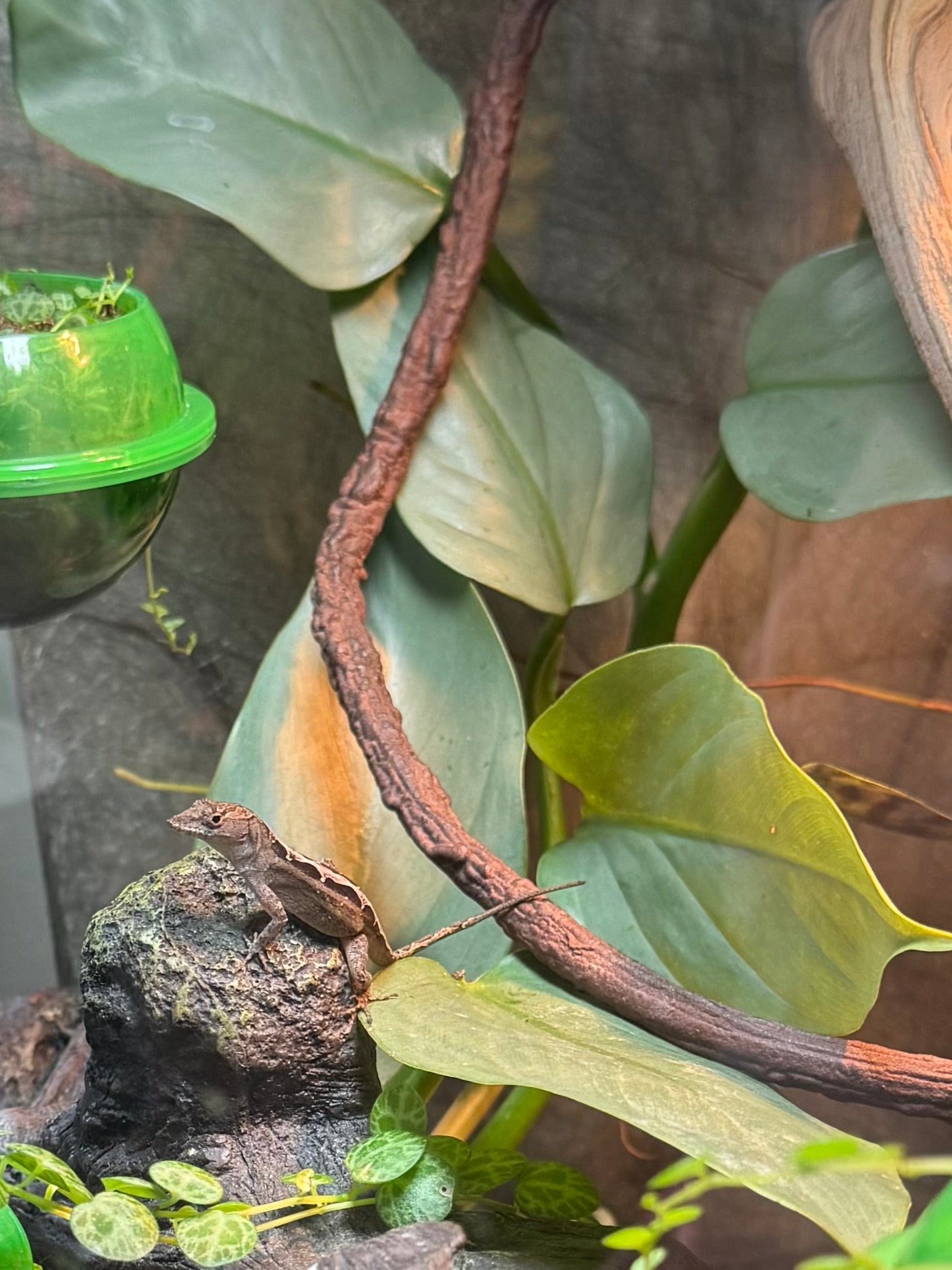 Silver sword philodendron in a terrarium, with pale silvery leaves and light green stems.