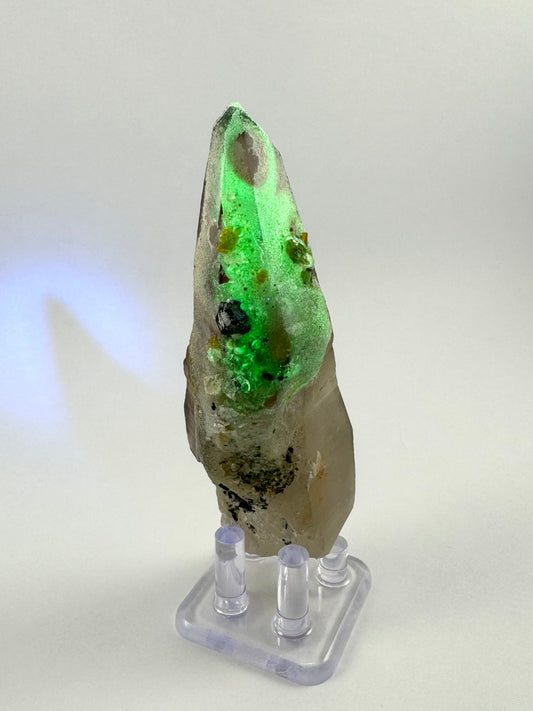 The first of three lighting images: a long tapered smoky quartz point sprinkled with black crystals and coated in a white filmy layer. It is in regular light and illuminated with UV light. The hyalite fluoresces strong green.