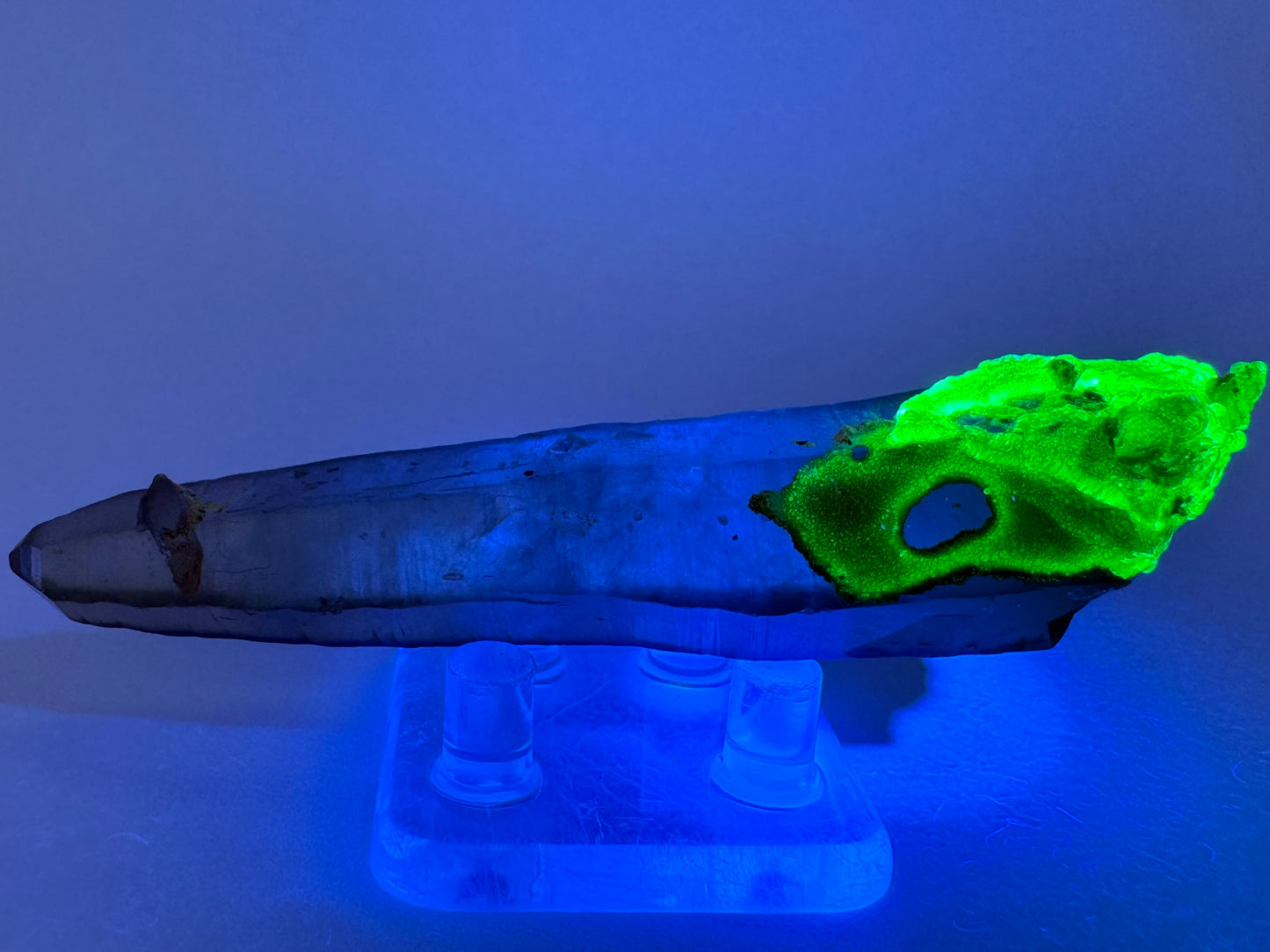 The point on its side in the dark, illuminated in blue-tinted UV light. The mineral cluster and overgrowth on the base fluoresce a strong yellowish green color.