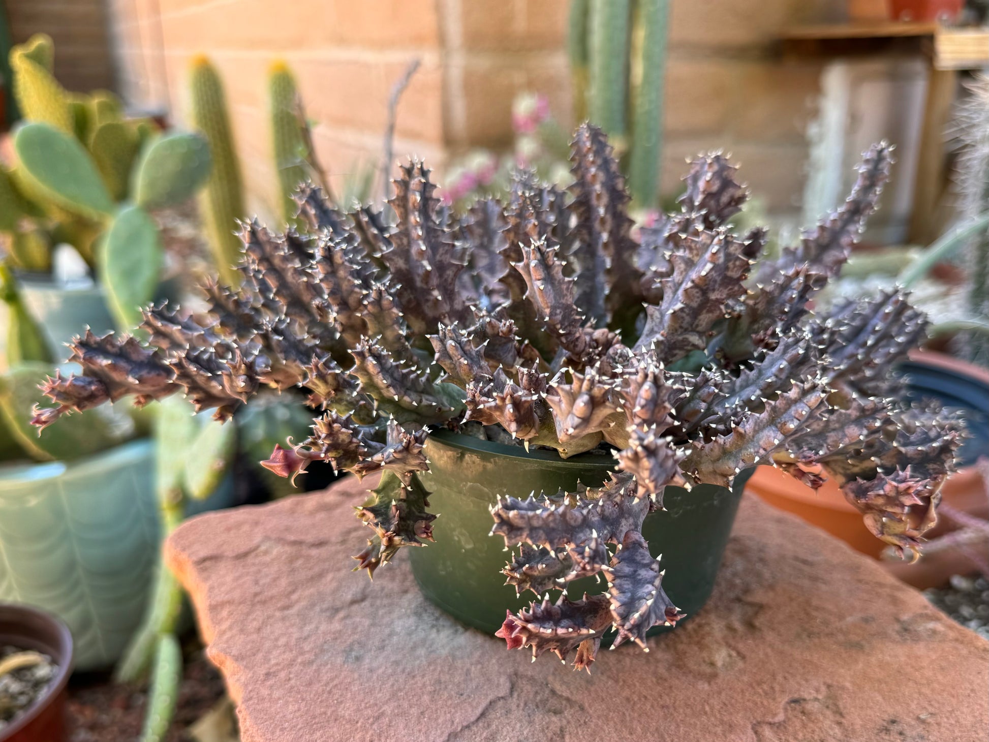 The huernia zebrina with purple stress tone, and splotchy surface coloration. There are several small red-tinted buds.