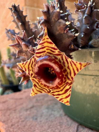 A detail view of the flower on a huernia zebrina succulent with squat spiky purple-toned stems. The flower star-shaped and light yellow with a dark red stripe pattern on the petals. Toward the center it has a raised ring that is all red.