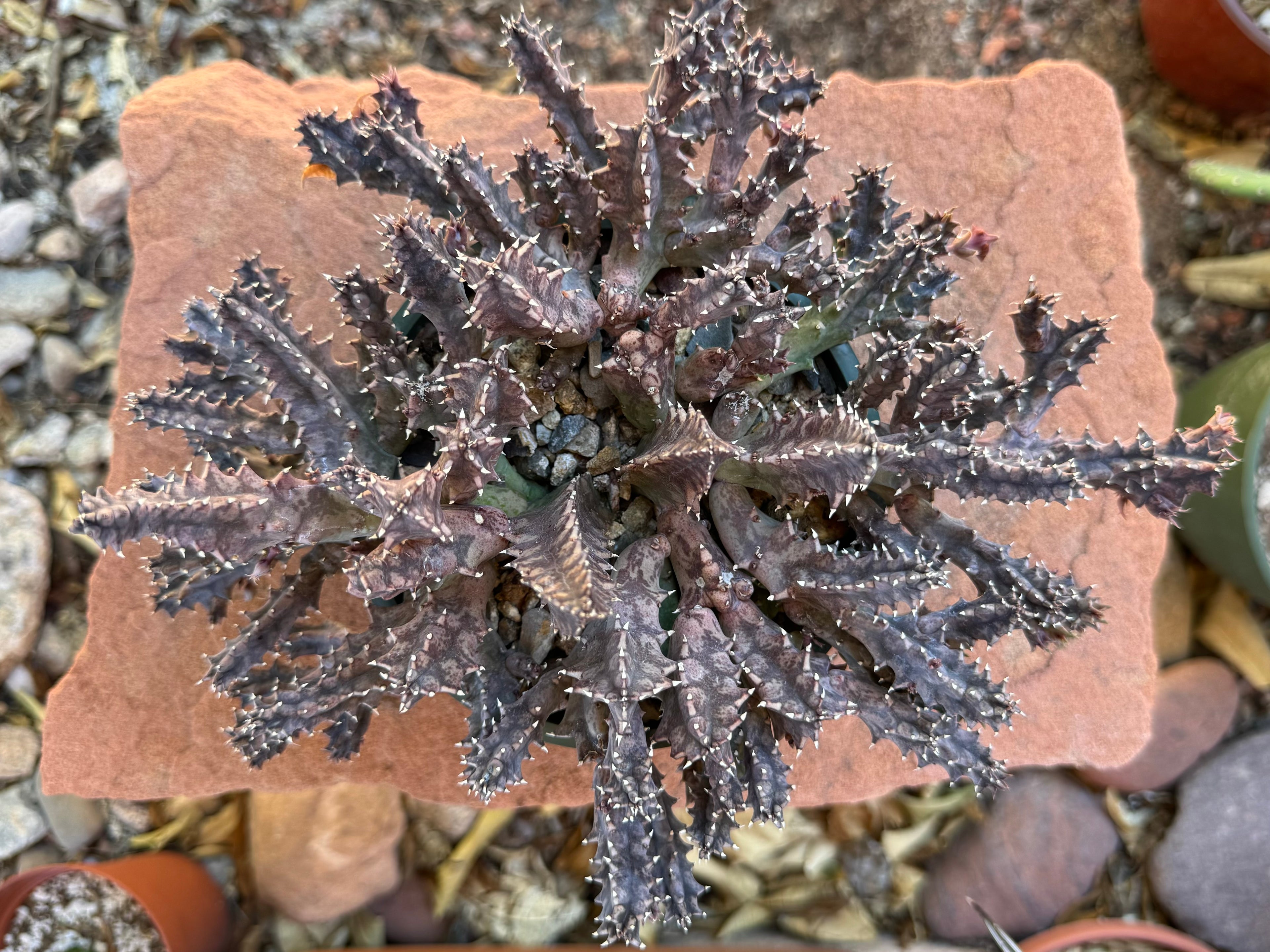 Looking straight down on a huernia zebrina, showing the geometry of the branching stems.