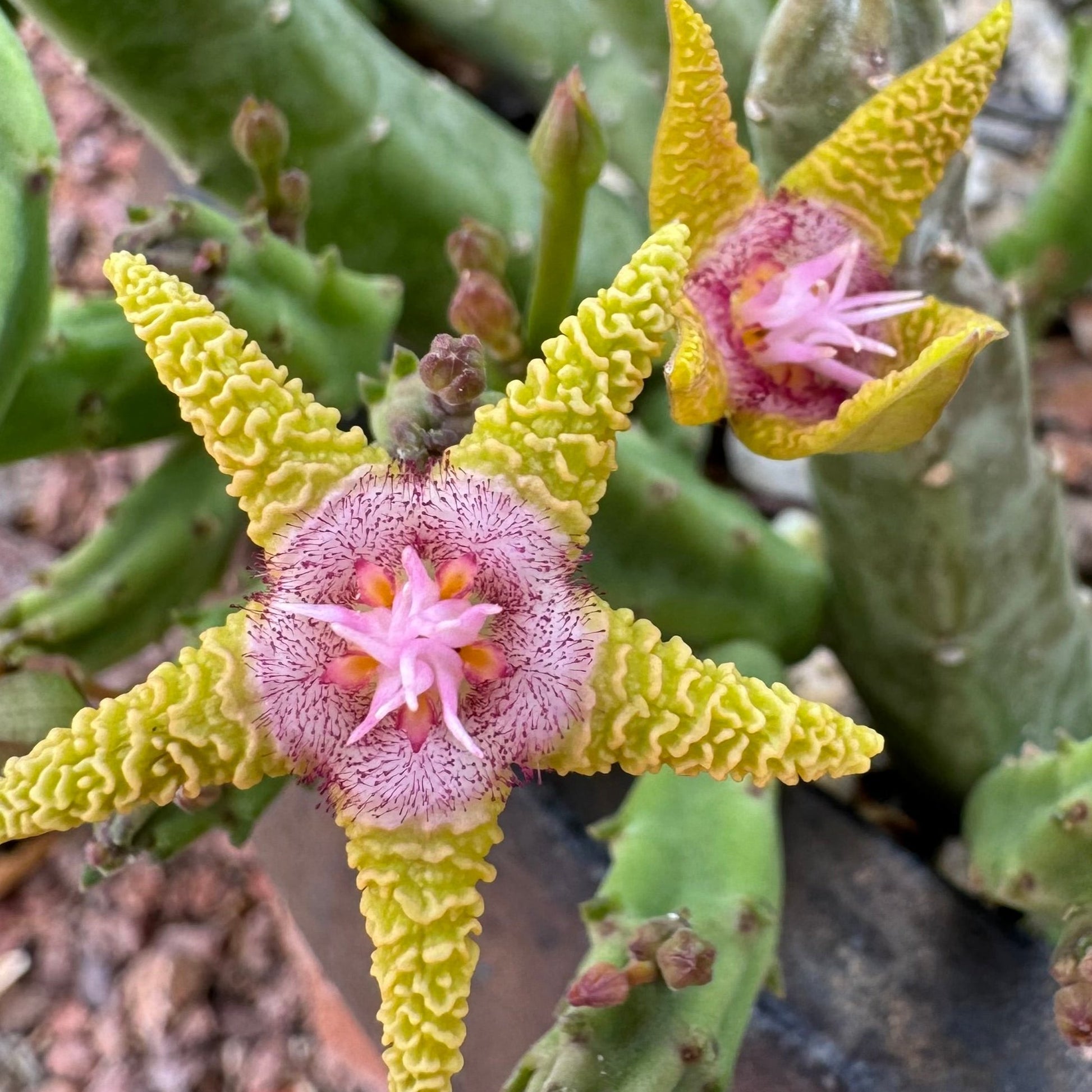 Detail of a flower with a bud opening behind it. The center of the flower has stringy pink-white protrusions.