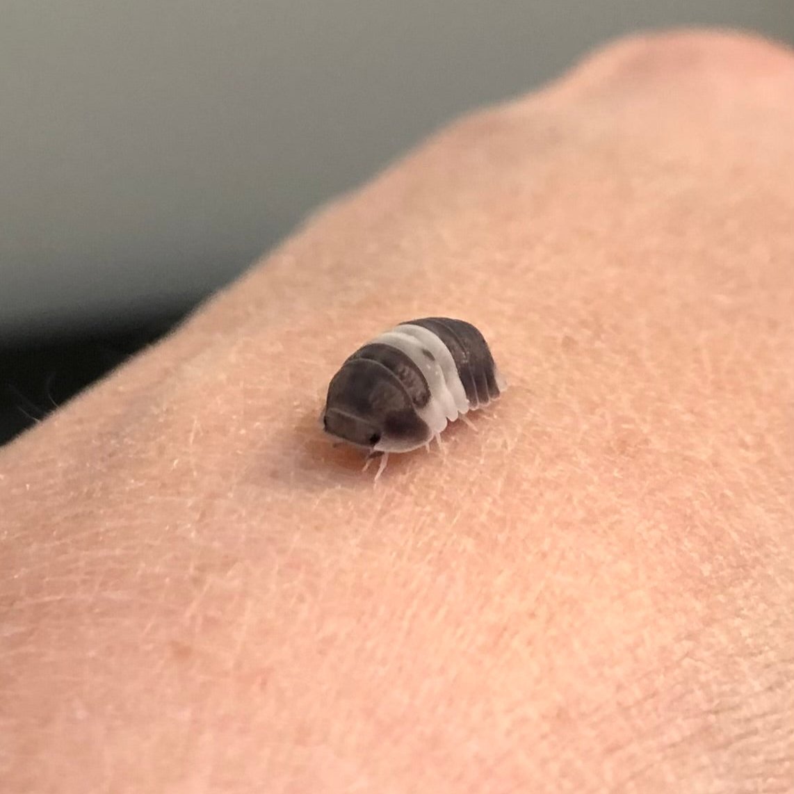 A very small Panda King isopod on the back of someone's hand