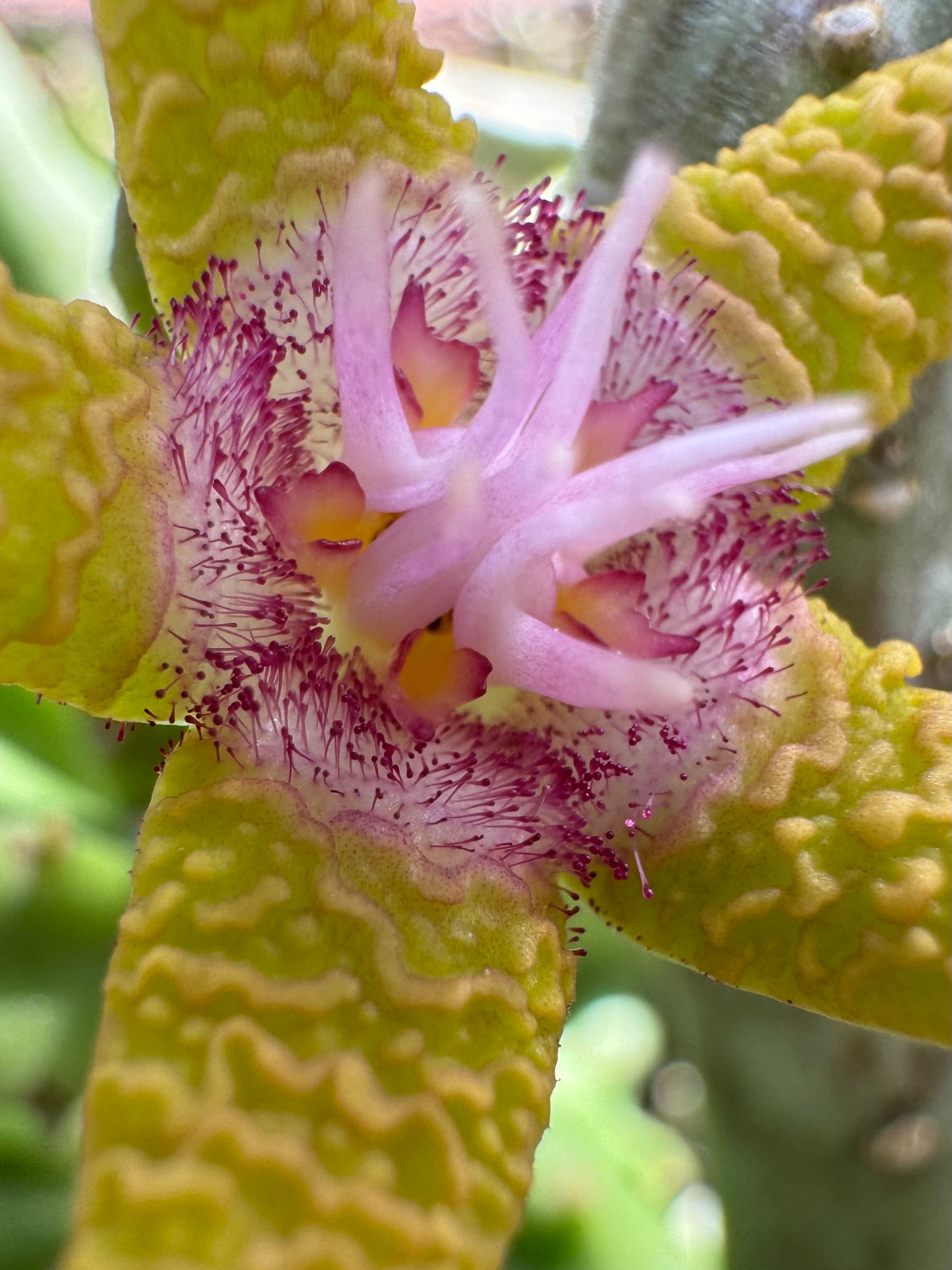 Detail of the center of the flower, with the small hot pink hairs glistening with a dew drop on the end like a sundew.