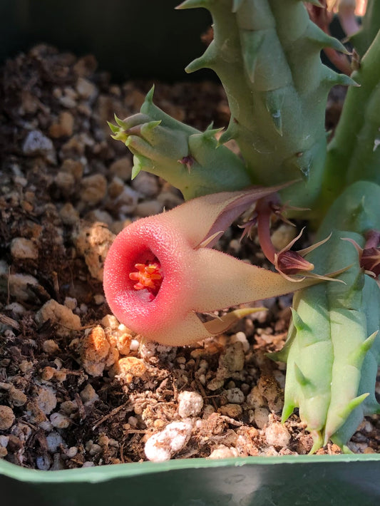 Detail of the procumbens x flower, the center a red blush fading into buttercream yellow petals. The long thin petals stretch behind the center like a shooting star. The flower has small bumps on the surface and fine hairs.