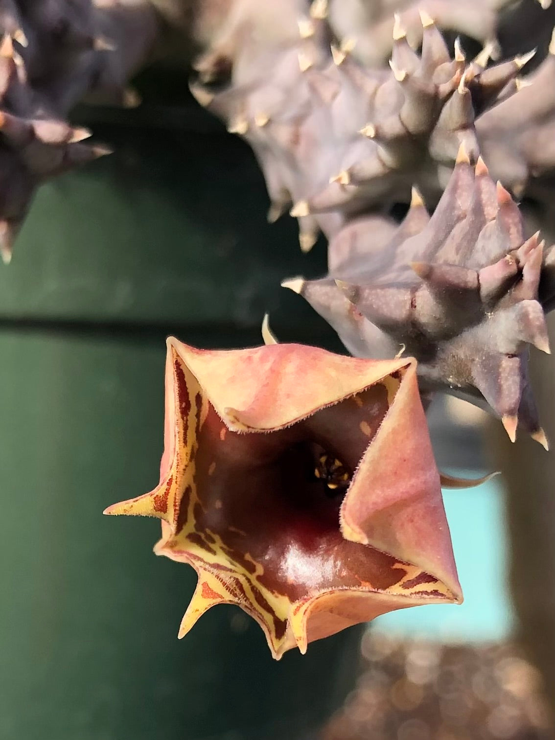 Detail of the huernia zebrina flower opening, with fleshy petals starting to peel back to reveal the interior pattern. The petals have very fine hairs on them.