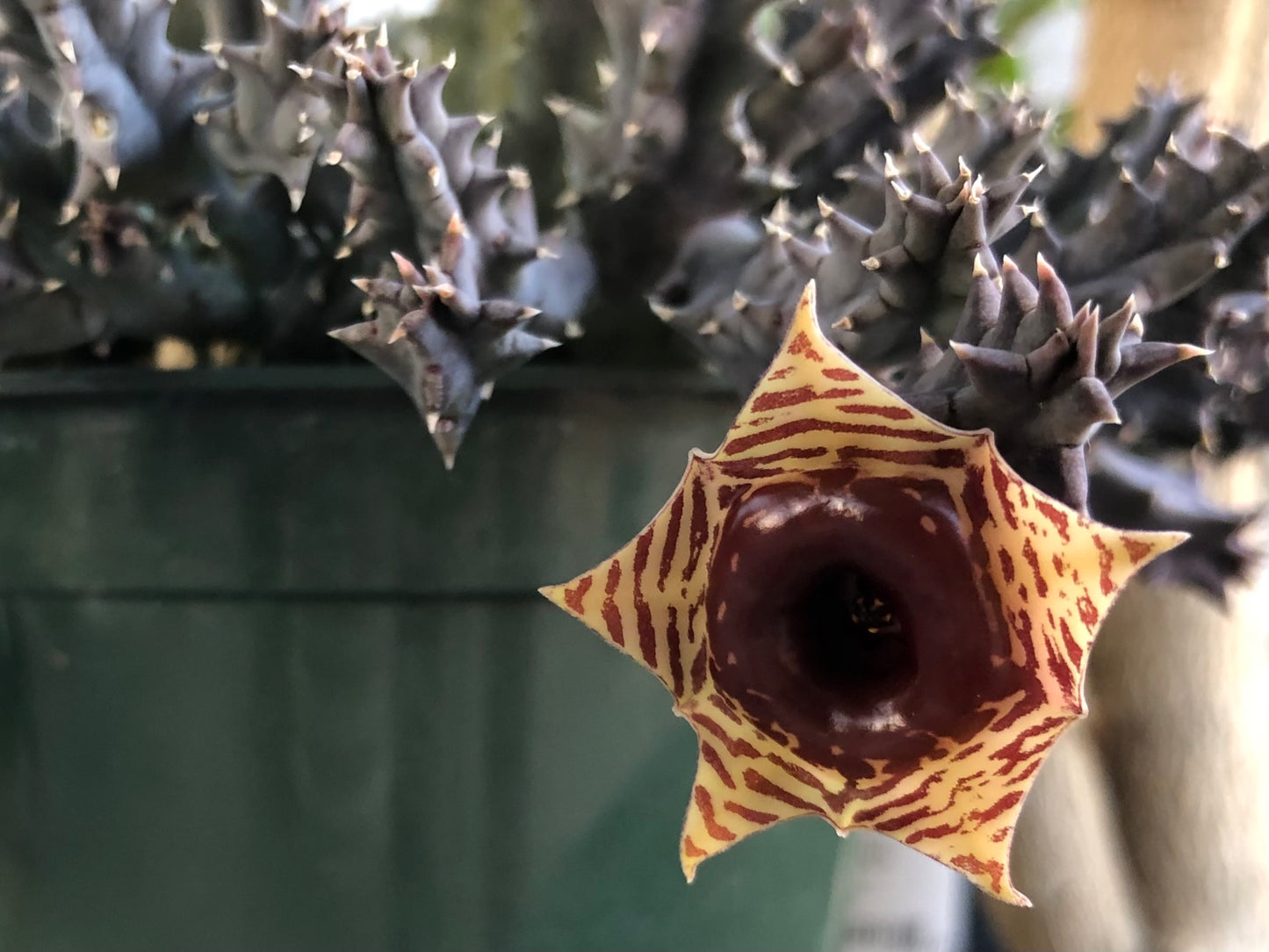 The same flower as the previous image, now open to show the pattern.