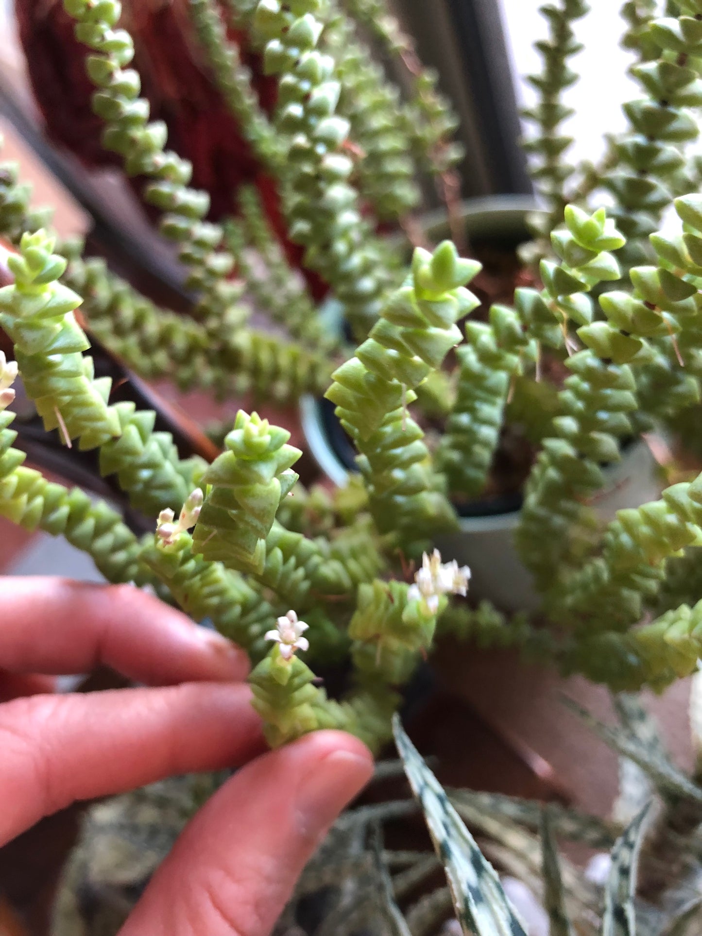 Detail of small white flowers on the ends of the succulent's stems. The stems are lined with triangular pads aligned in four directions, with fine air roots between some.