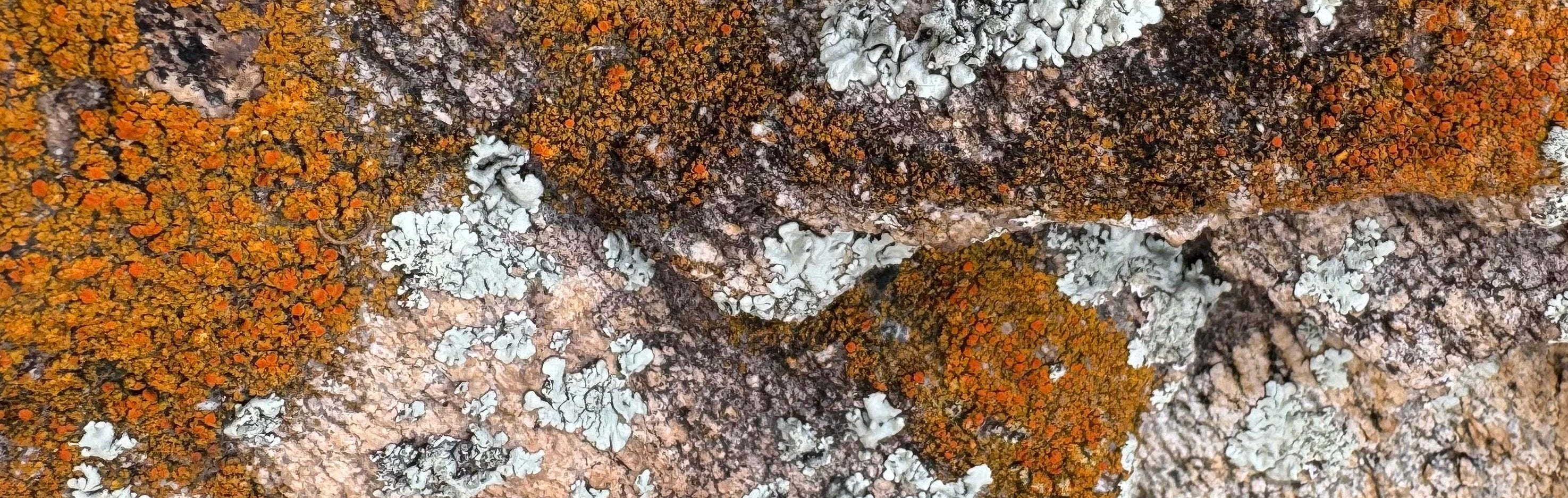 A rock covered in orange and white lichen