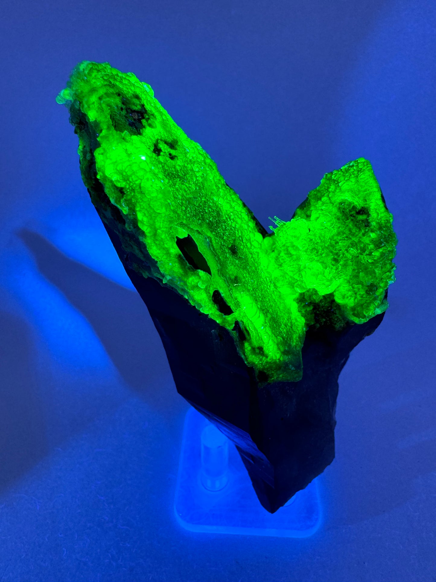 The third of three lighting images: the piece in the same position as the previous image, illuminated with UV light. The hyalite fluoresces a strong yellowish-green. The strong fluorescence highlights a fine cluster of stalactite-like crystals between the two crystals.