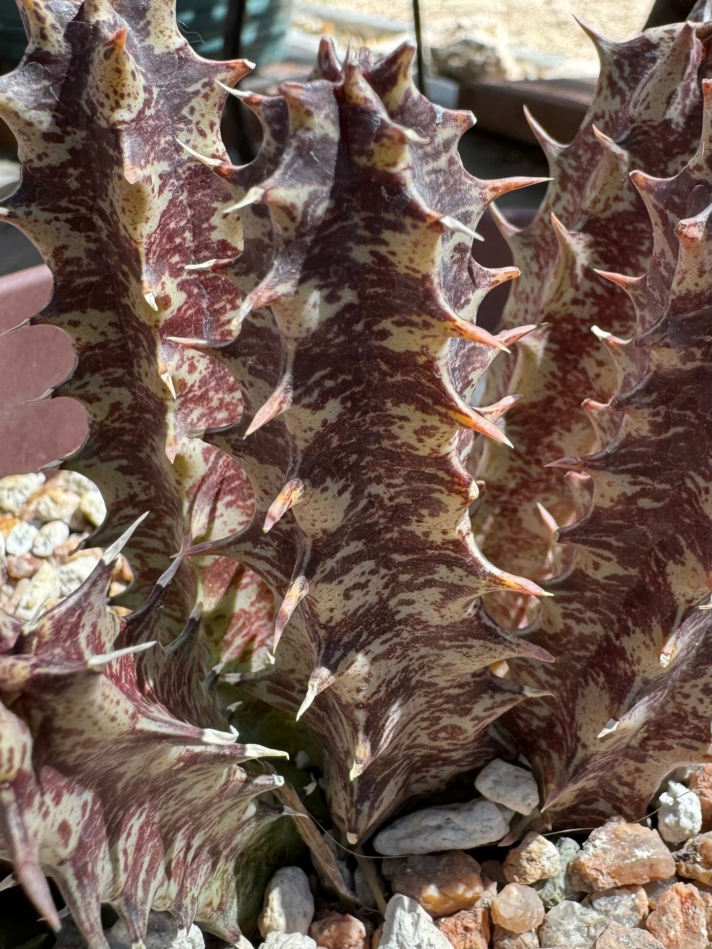 Detail of severe sun-stress on the huernia stems, a dark maroon brown mottling on light green.