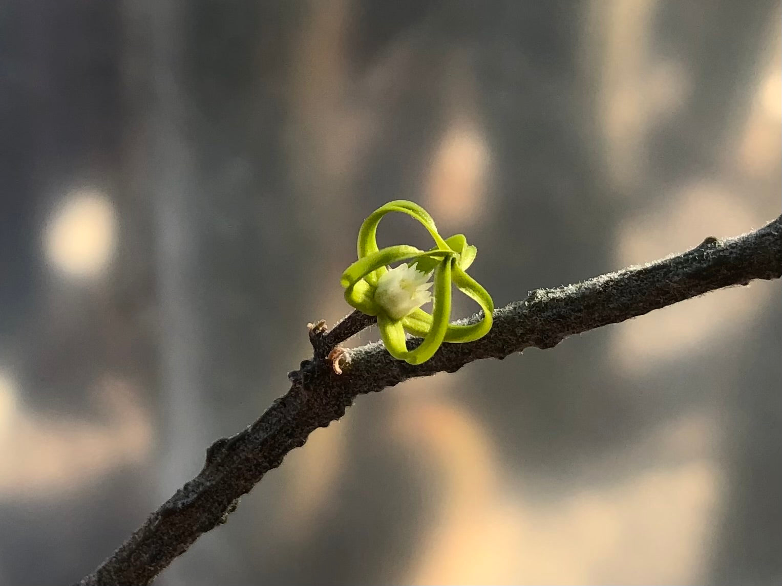 Detail of a flower, open in the middle with the petals still connected at the tips like a bell. It has a raised white center.