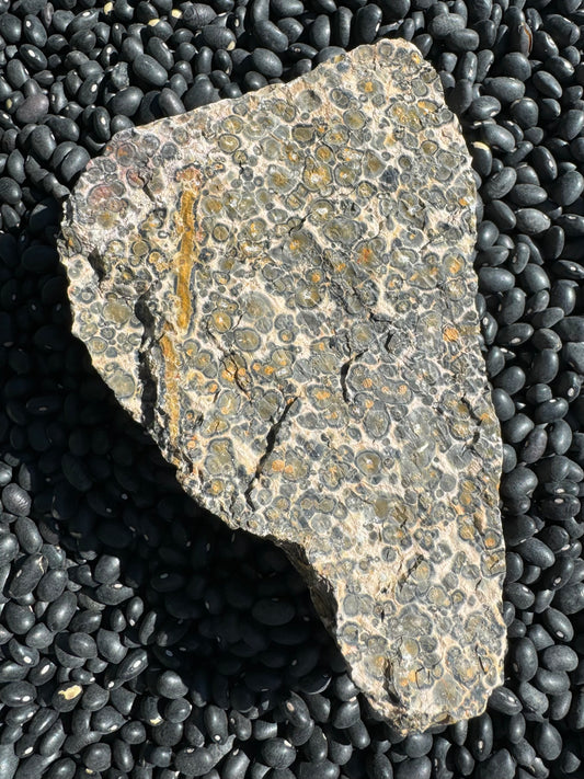 Liver-shaped rock with a light background color covered in good orbicular pattern, with a golden yellow vein across the left side.