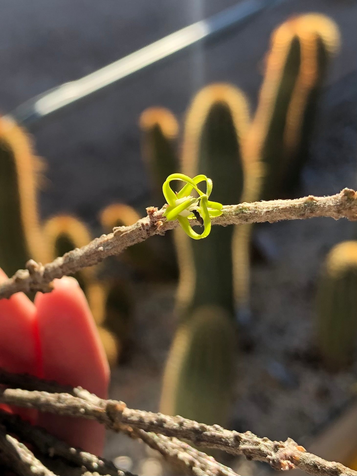 Detail of a flower with a black ant in the center