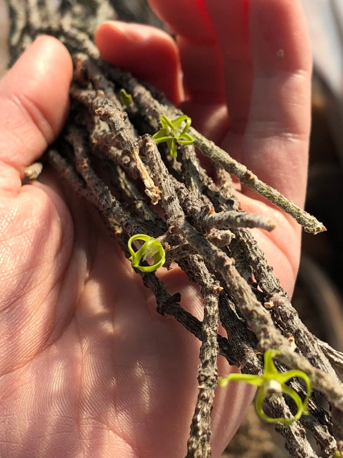 Detail of a hand holding several strands of thin dark stems of a bundle of sticks plant. It has three flowers, lime-green with thin spiraled petals that are connected together at the tips. The one in the foreground has started to fully open.