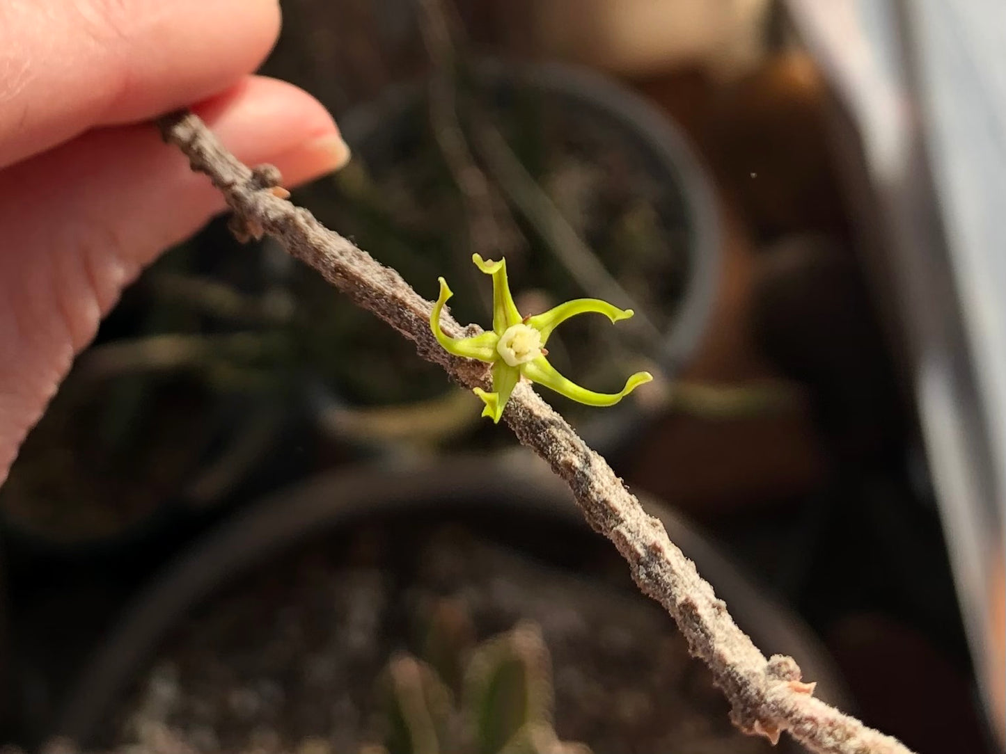 Detail of a flower fully unfurled, with the thin petals curled and twisting.