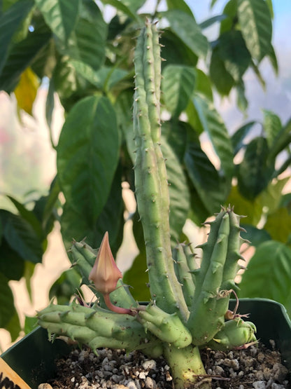 A procumbens plant with narrow stems fat with water, each ridge lines with downwards-pointing soft points like spines. A bud on it points straight up.