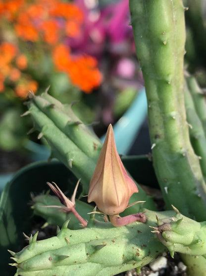 Detail of the procumbens bud, a light pink-purple and yellow color lantern-like bud with a long point