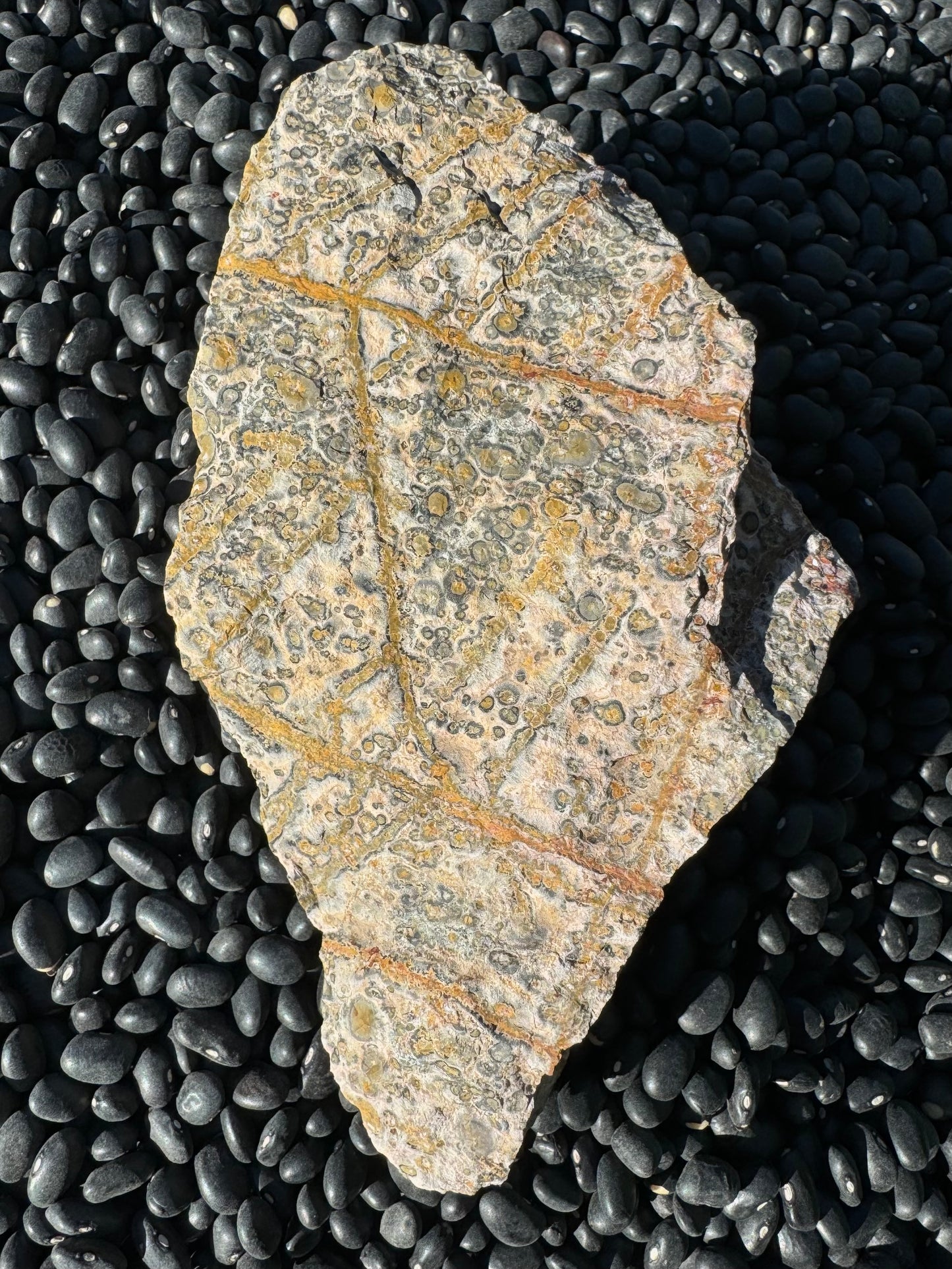 Full view of the front of the piece, a piece of light-colored rock roughly shaped like a chicken breast.  The veining pattern has straight lines with secondary straight line branching of of them at the same angle, like a feather. The veining has a gradient from golden yellow on one side to an orange color on the other.