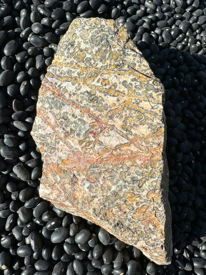 Another side of the rock, with orbicular pattern and diagonally crossed with veining in a color gradient from yellow at the top to red at the bottom.