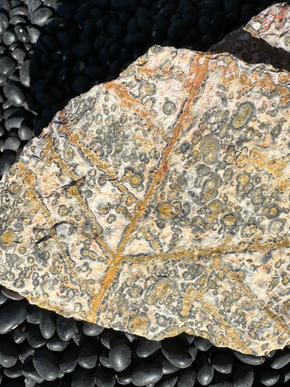 Detail view of the main feather-like pattern of veining, showing parts of it appear to be lines composed of orbicular spots.