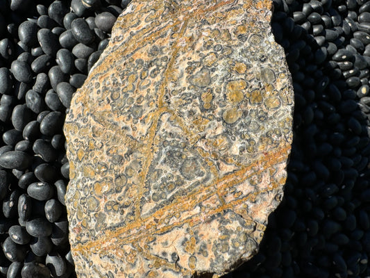 A detail image of the uneven rock surface on a piece of rough leopardskin jasper. It is spotted with yellow, green-gray, and gray-black orbicular patterns, and criss-crossed yellow veins across the surface.