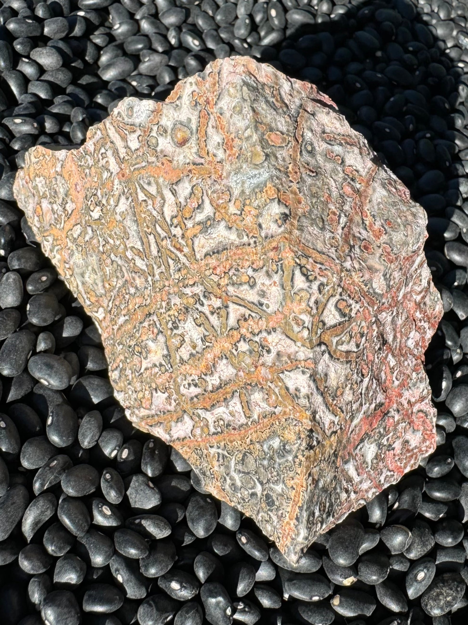 Another angle showing the rock is triangular in shape, and criss-crossed in veins composed of lined-up orbicular patterns. There aren't many stand-alone spherulites that aren't part of the veining.