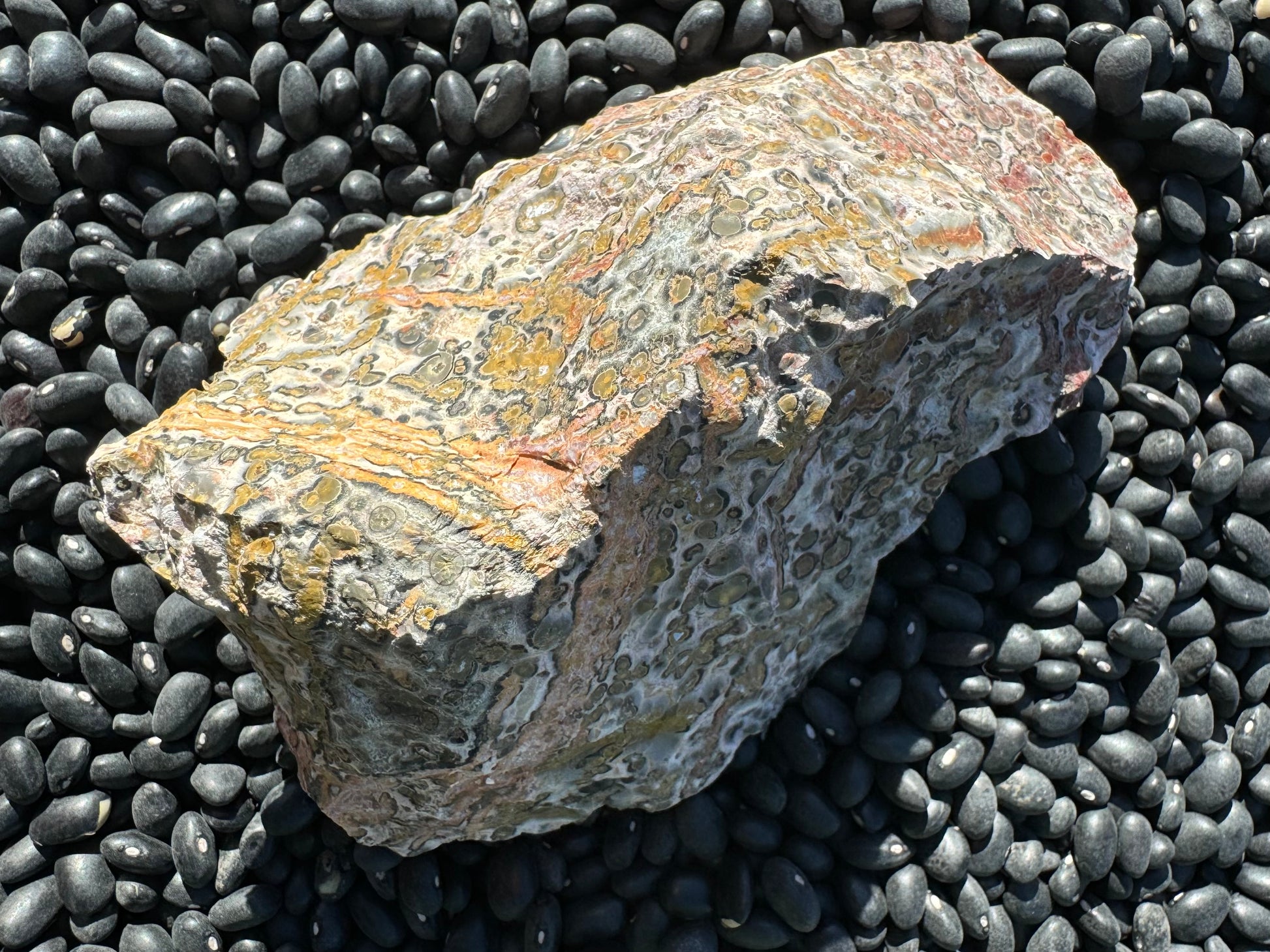 A view of the piece angled into the sun. Parallel stripes of color ring one end, and there are large yellow spherulites in the orbicular pattern