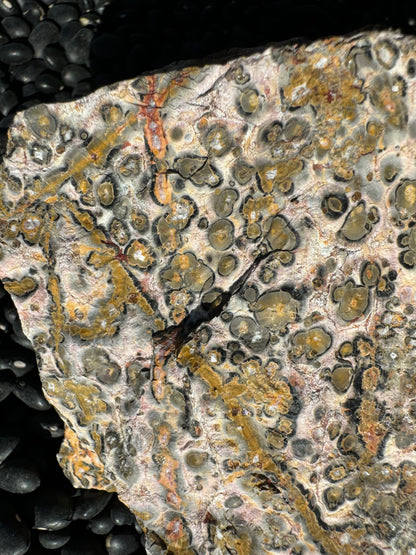 A detail image of the orbicular pattern and some veining, showing the veining is composed of spherulites. The radial growth pattern is apparent.