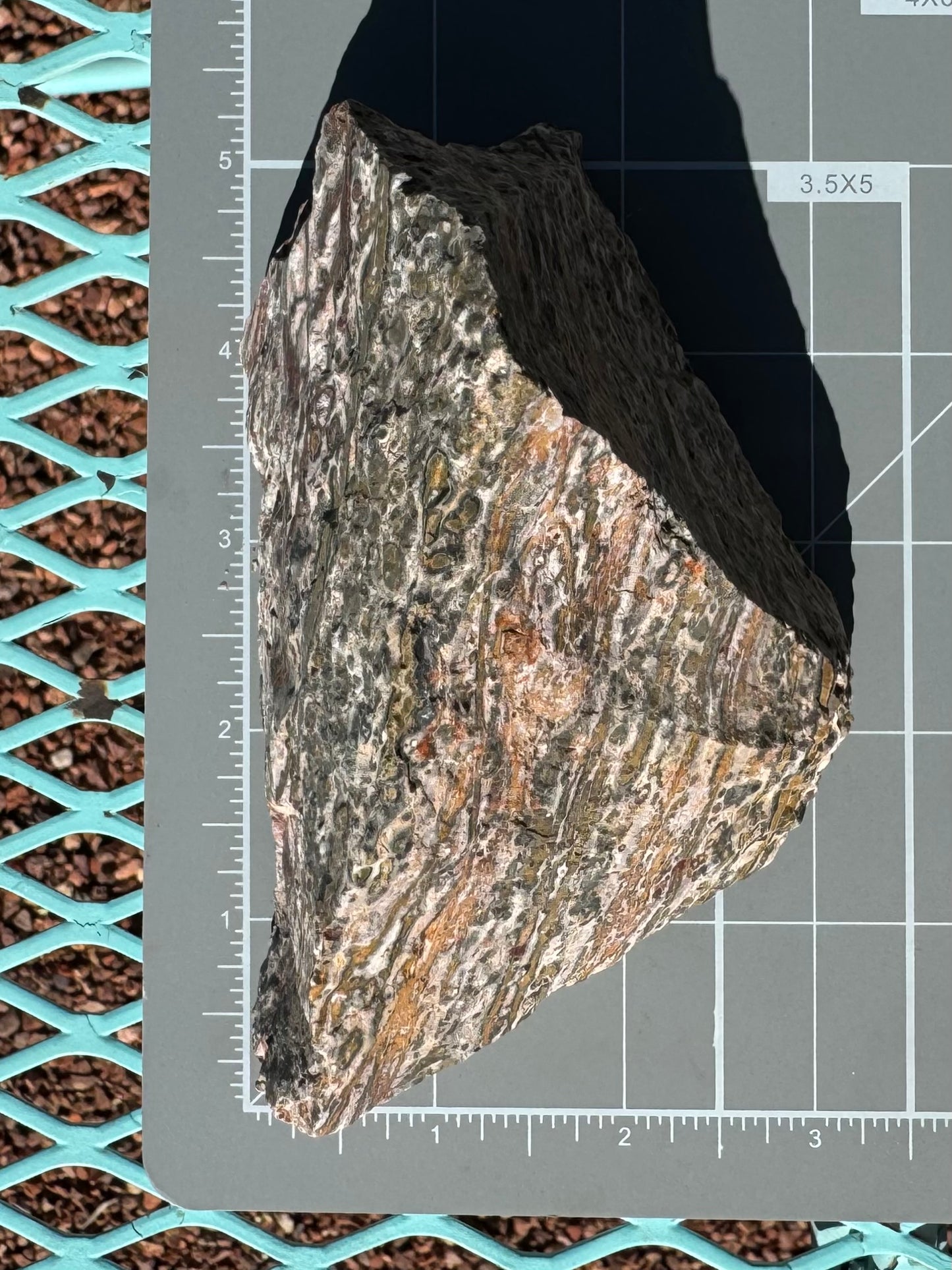 Scale image of the piece of leopardskin on a measuring mat, showing it is almost five by two and a half inches