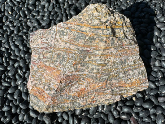 An irregular piece of rough yellow leopardskin jasper with a light tan rock background spotted with orbicular patterns. There are colored veins running horizontally across the piece, in a gradient from golden yellow at the top to a darker red-orange at the bottom, and highlighted with a dark gray border.