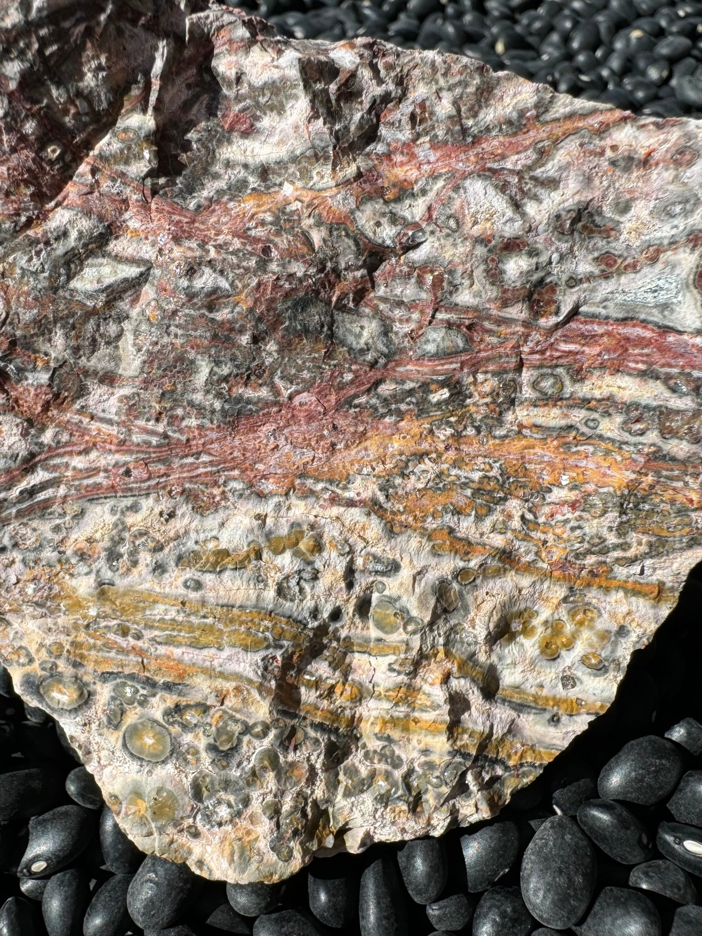 Detail view of the uneven rock surface, with the radial growth lines of the orbicular patterns visible. The veins have a white quartzy looking material in the center.