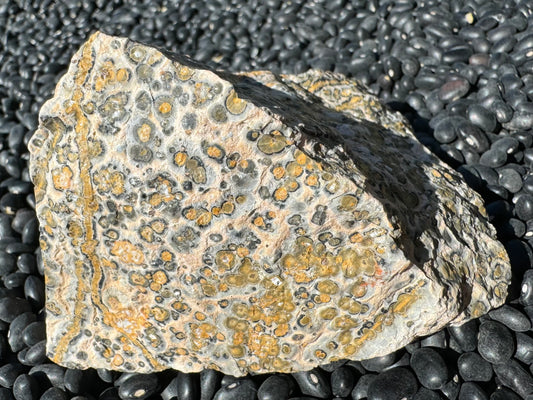 A piece of rough yellow leopardskin jasper with a light tan rock background spotted with orbicular patterns, yellow ringed by a green-tinted color or deeper golden yellow, and some with dark gray. There are several bold yellow veins across it bordered with dark gray.