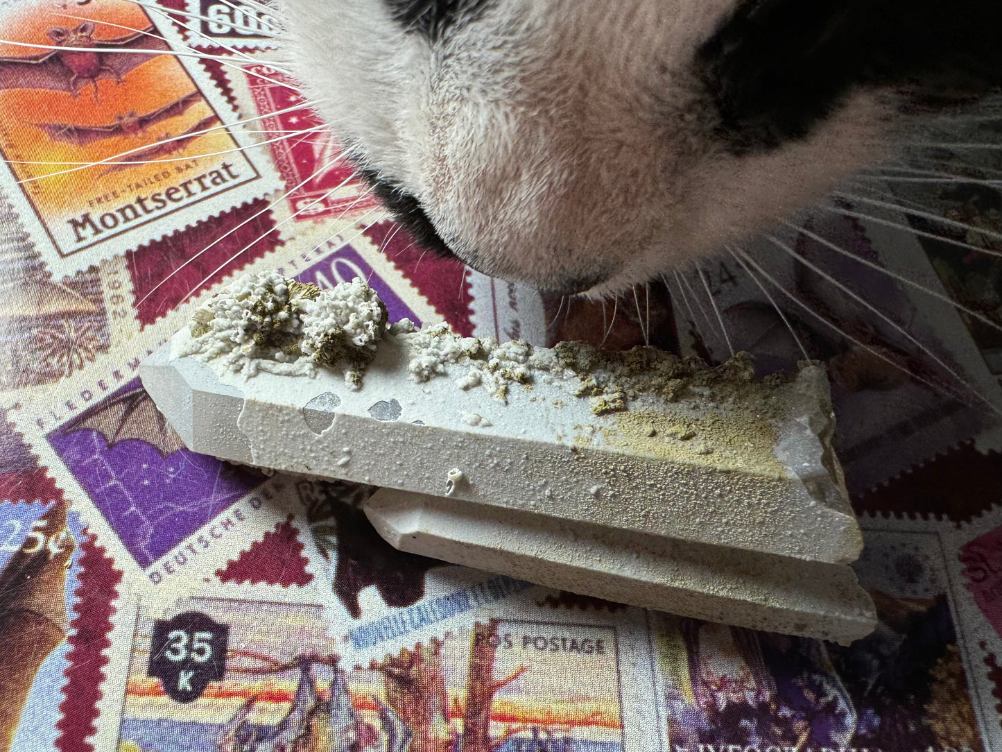 Another angle of the piece, showing clusters of mineral growth with radial pattern near the tip and irregular mineral growth down the side. A cat has leaned in to sniff the piece.