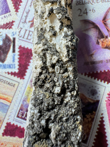 Detail of the rough black mineral side of the piece, with several small quartz crystals growing through it but broken off, showing clear inside a white crust ring.