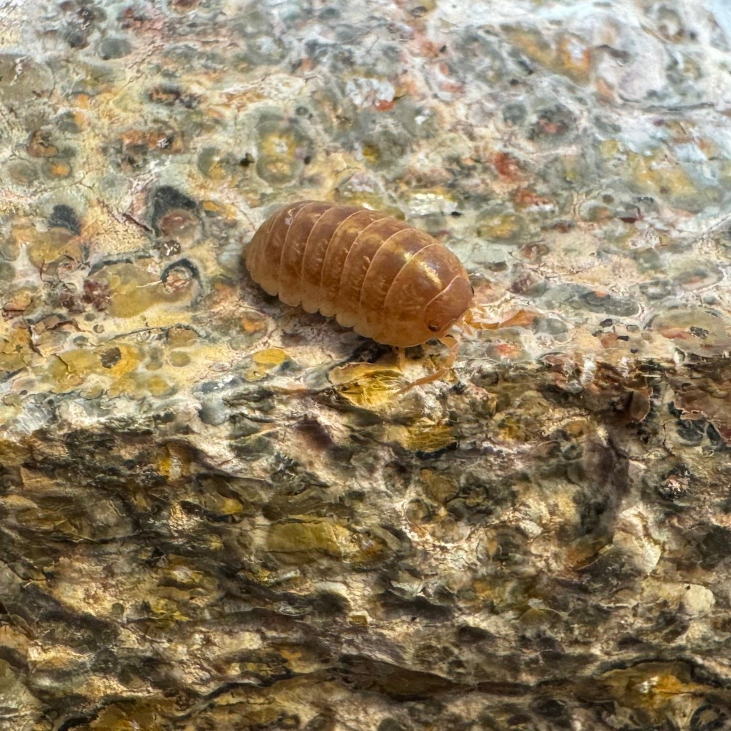 An Orange Vigor isopod on a piece of rough leopardskin jasper