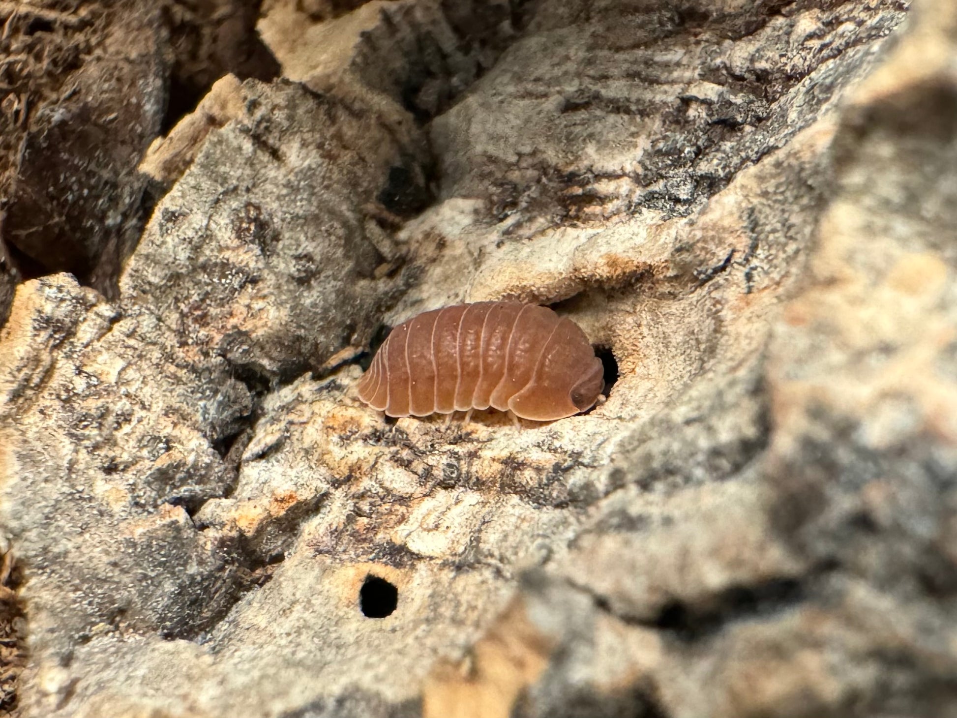 A single anemone isopod, a saturated orange-brown color.