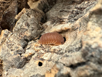 A single anemone isopod, a saturated orange-brown color.