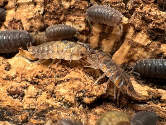 Two female calico isopods greeting one another, with orange-brown body color and dark gray spots. There are several gray males in the background.