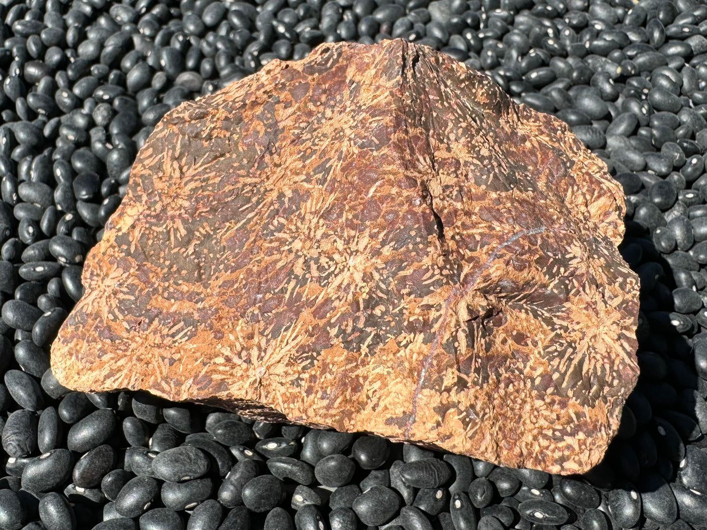 An angled rectangular face with light starburst excellent pattern on dark brown with red spotting between. A thin quartz vein curves through the right side.