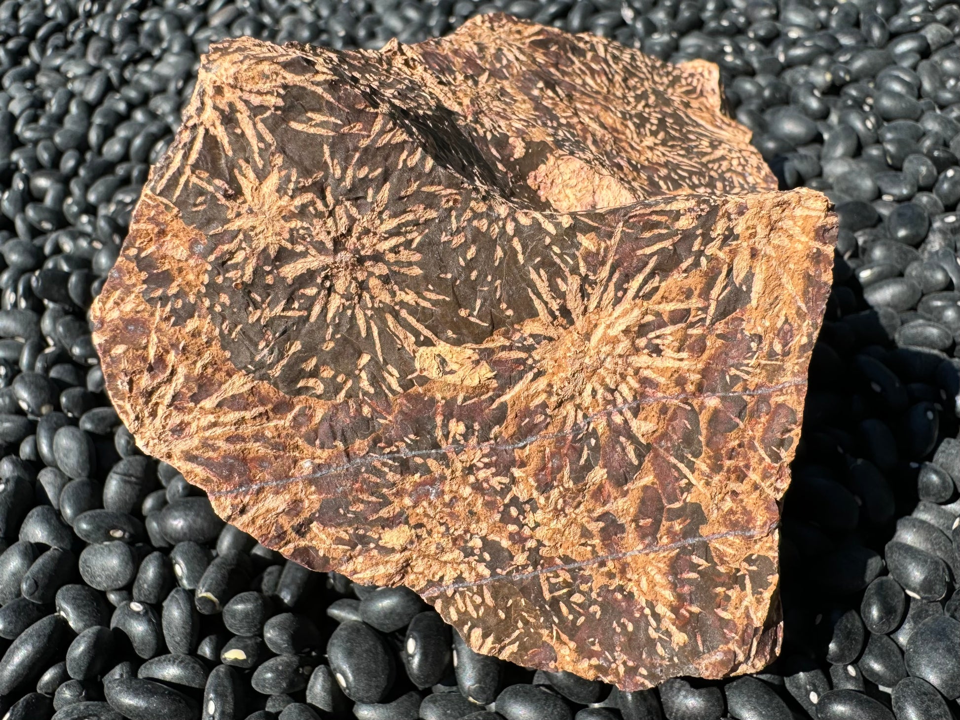 A fairly rectangular face of an irregular piece of jasper, with large light tan starburst pattern, well-formed and distinct on a background of dark brown with red-brown in areas.