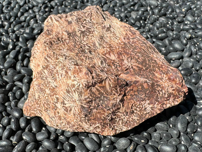 A wedge-shaped piece of jasper, with a light tan irregular starburst pattern and small dots between. The background is a chocolate brown color with some slight red coloration in places. 